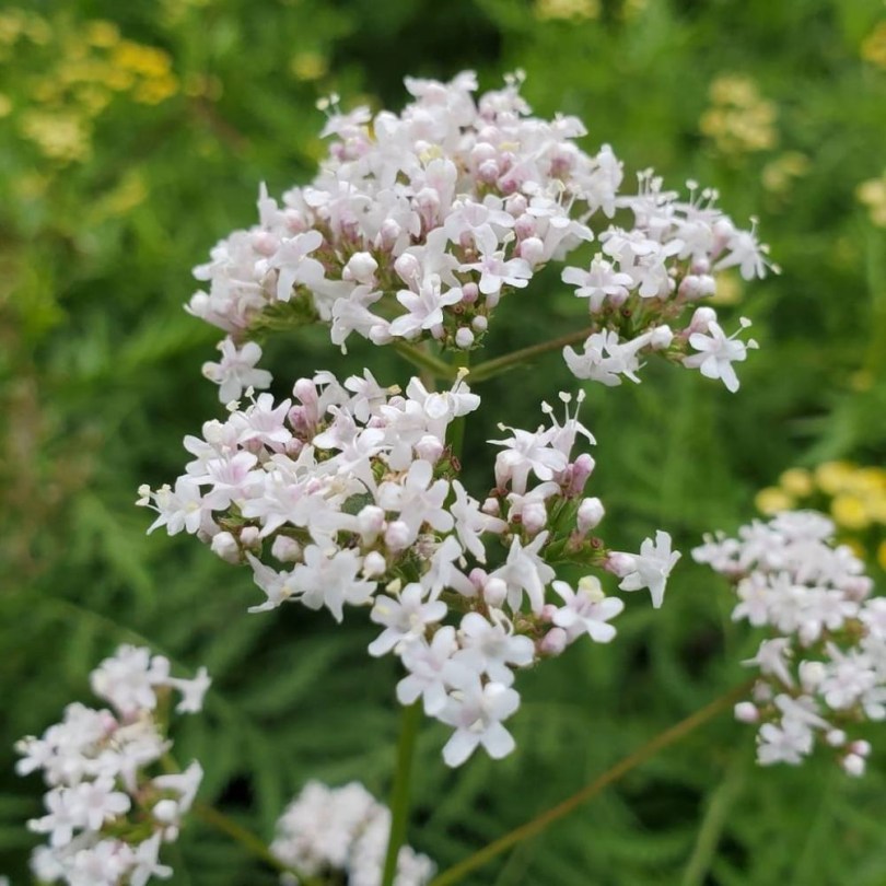 Orvosi macskagyökér, Valeriana officinalis, etnobotanika